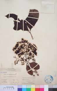 Specimen thumbnail